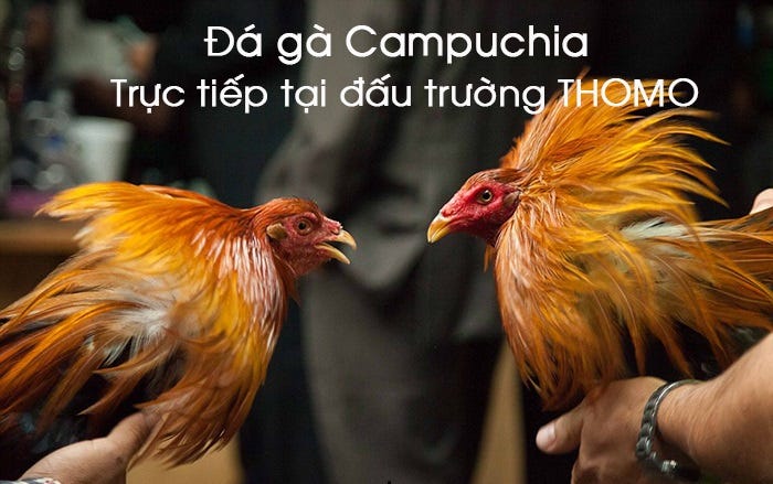 Trực tiếp đá gà tại gà cam 67